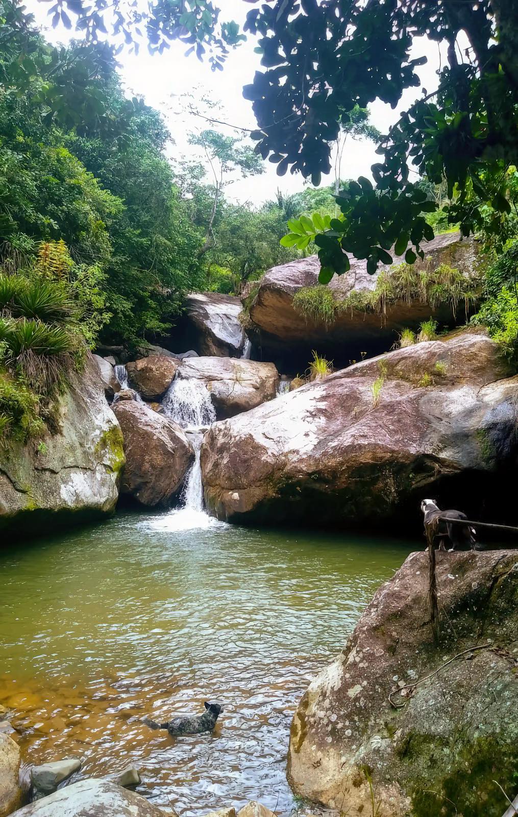 Sound-swim property