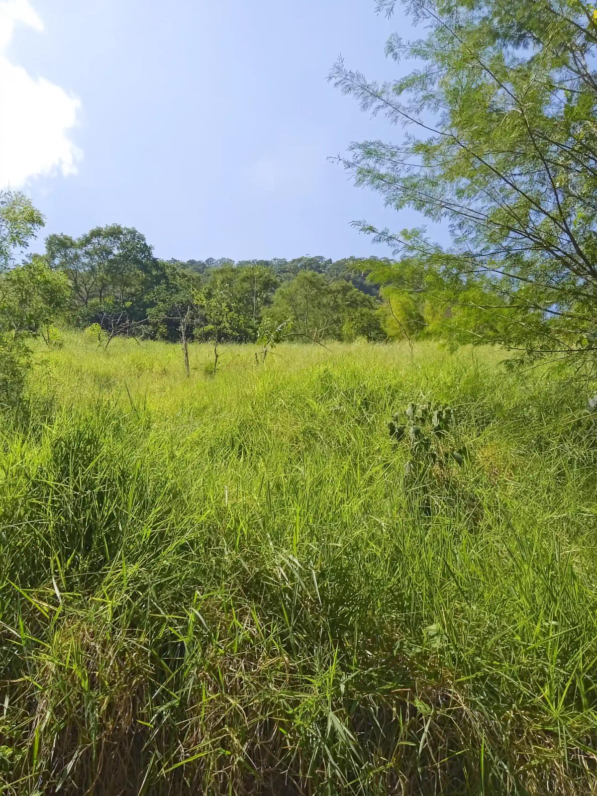 Sound-swim property