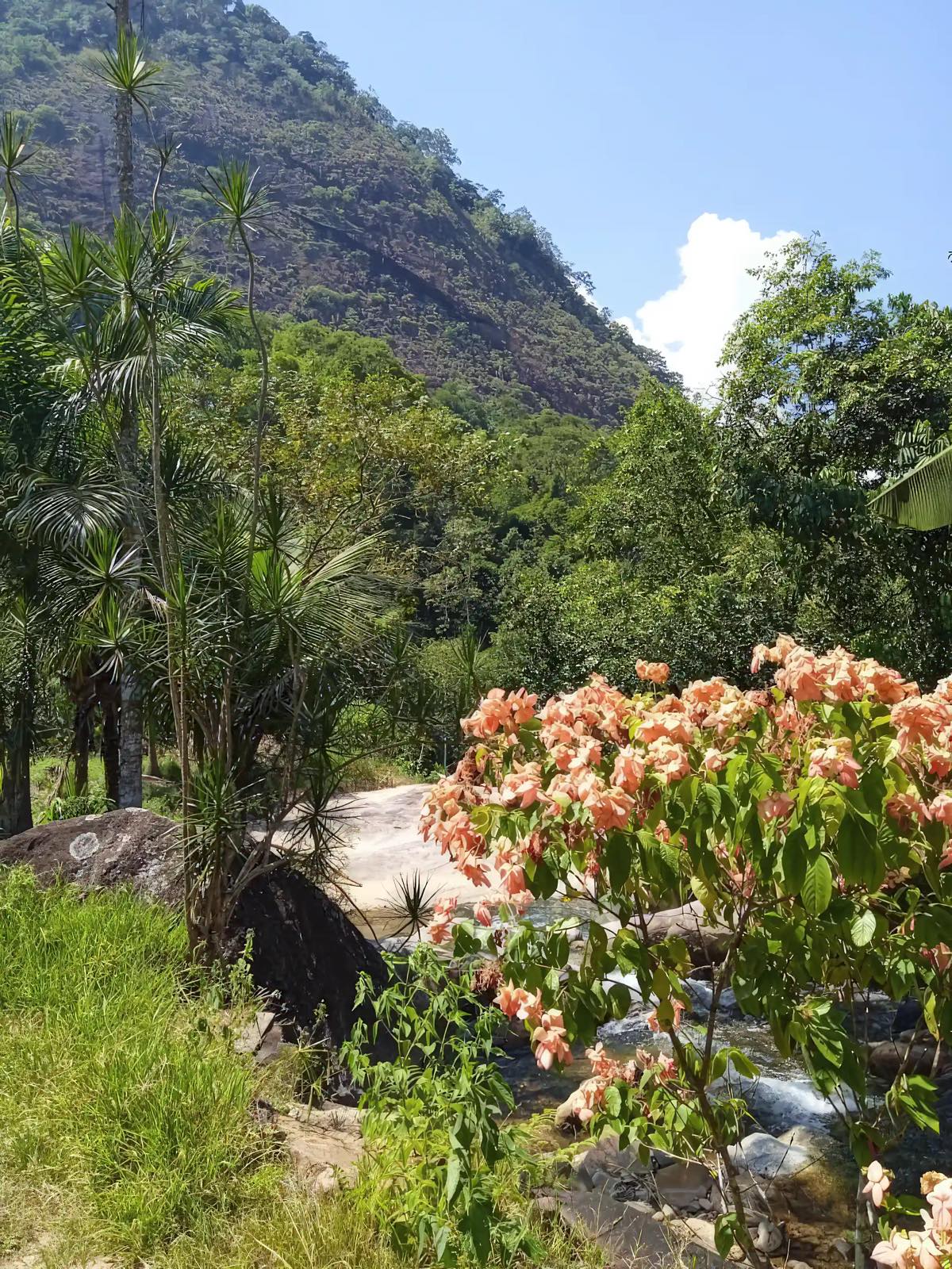 Sound-swim property